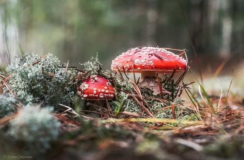 мухоморы, грибы, осень, лес, макро, пейзаж Мухоморчикиphoto preview
