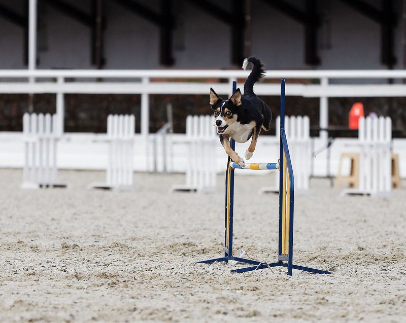 собака, соревнования,спорт, аджилити, dog, competition, jump, sport В полётеphoto preview