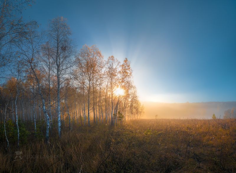 белгородская область, белогорье, осень, осенний, степь, заповедник, степное, лысые горы, туман, туманное, дерево, сосна, берёза, одно дерево, свет, золотой, лучи, лес, в тумане, Новый день!photo preview