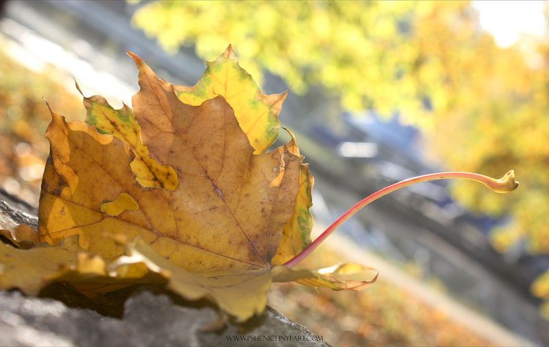кленовые листья, осень, октябрь, опавшая листва, клён Кленовые листьяphoto preview