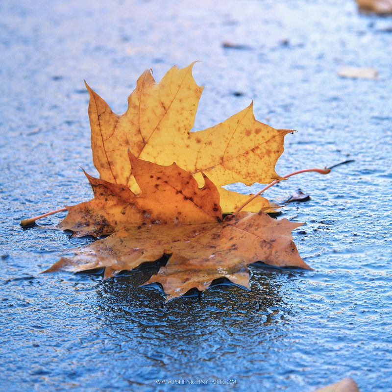 осень, кленовые листья, октябрь, дождь, отражение, опавшая листва После дождяphoto preview