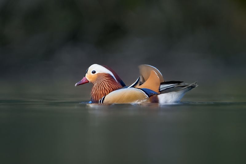 утка,мандаринка,duck,mandarin duck,Aix galericulata, Мандаринкаphoto preview