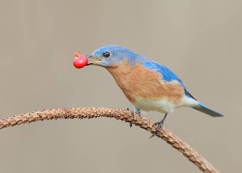 Аммм....Eastern Bluebird male - Восточная сиалия