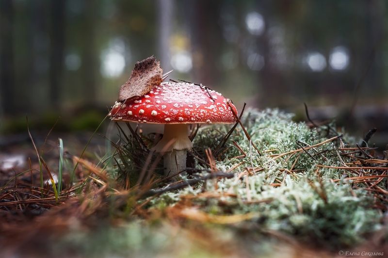 мухомор красный, грибы, лес, очень, макро Мухоморчикphoto preview