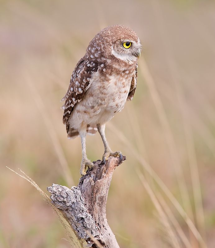 owl, burrowing owl,сыч, флорида,florida, хищные птицы Burrowing Owlet - Кроличий сычphoto preview