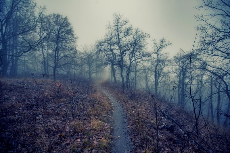 В туманном лесуphoto preview