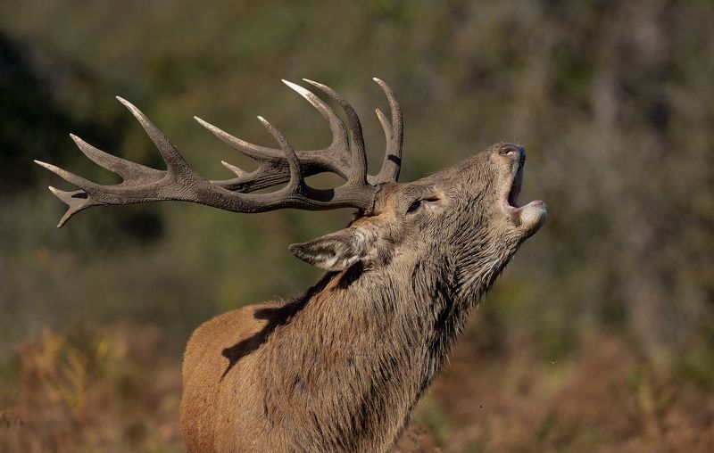 Red Deer bellowing