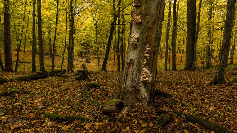 forest,woods,woodland,landscape,autumn,autumnal,tree,trees, The Forest in Autumnal Look фото превью