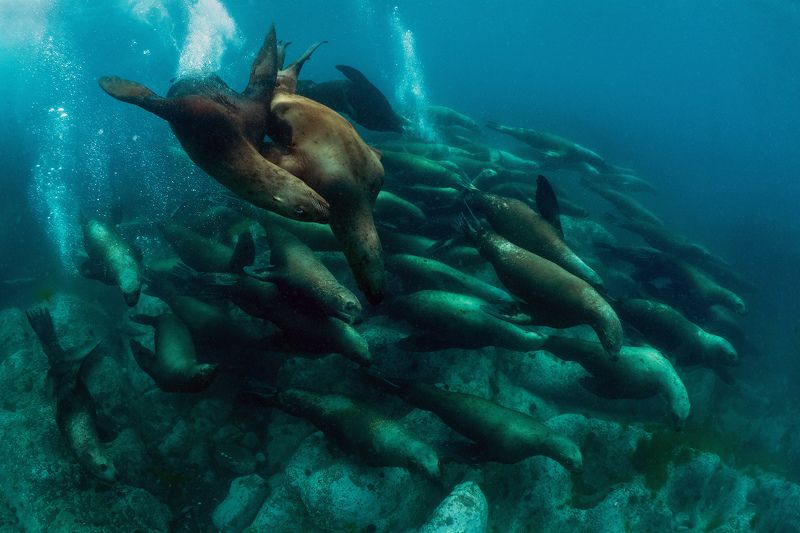 монерон подводное фото сивучи морские львы Стая морских львовphoto preview