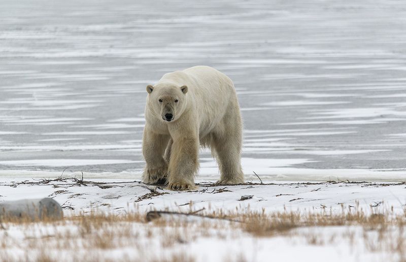 чукотка арктика север медведь полярный белый морской взрослый большой Встреча...photo preview