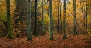 The Colors of Autumn