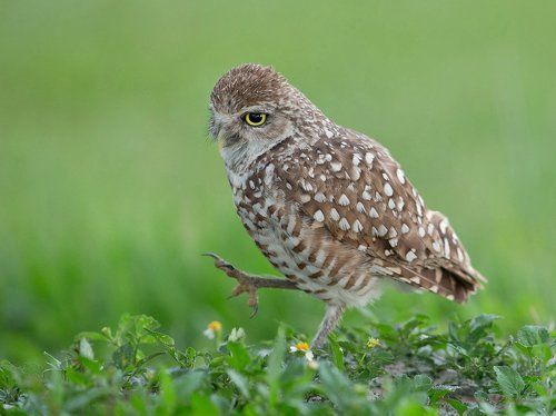Cычики - Burrowing Owls