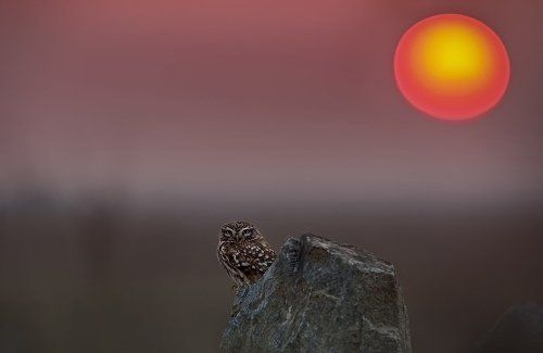 Owl & Sunset