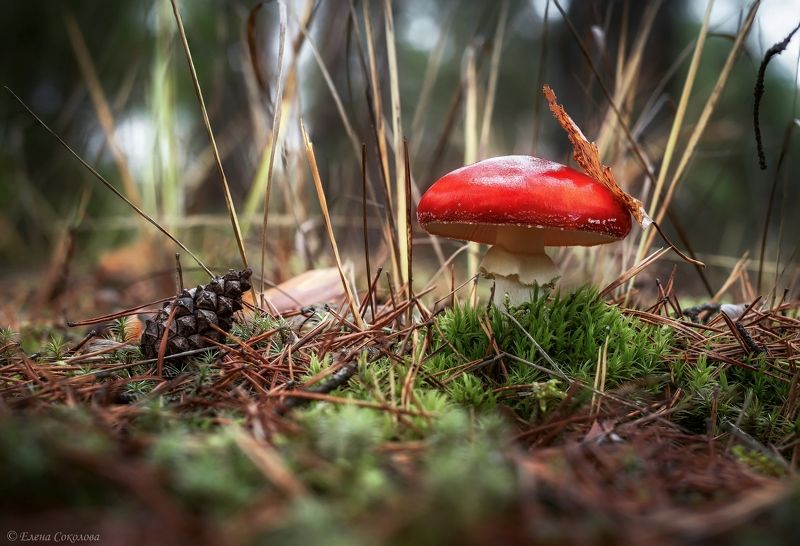 мухомор, грибы, мухомор красный, лес, осень Мухоморчикиphoto preview