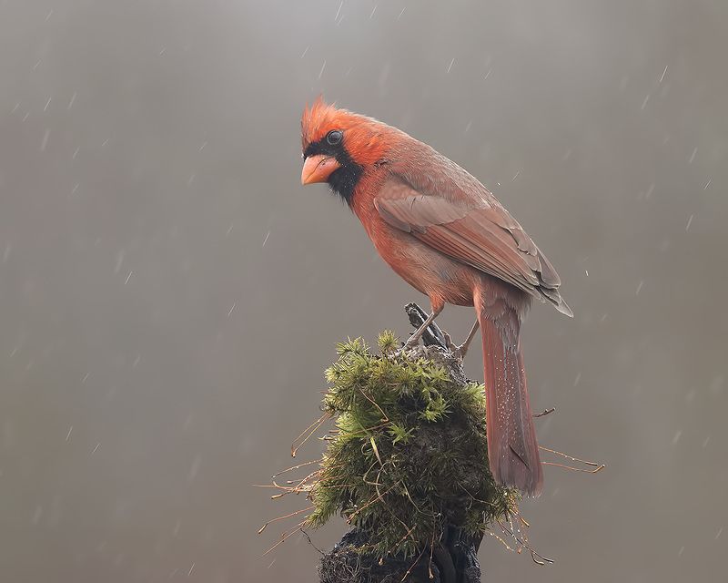 красный кардинал, northern cardinal, cardinal,кардинал Northern Cardinal male - Красный кардинал самец фото превью