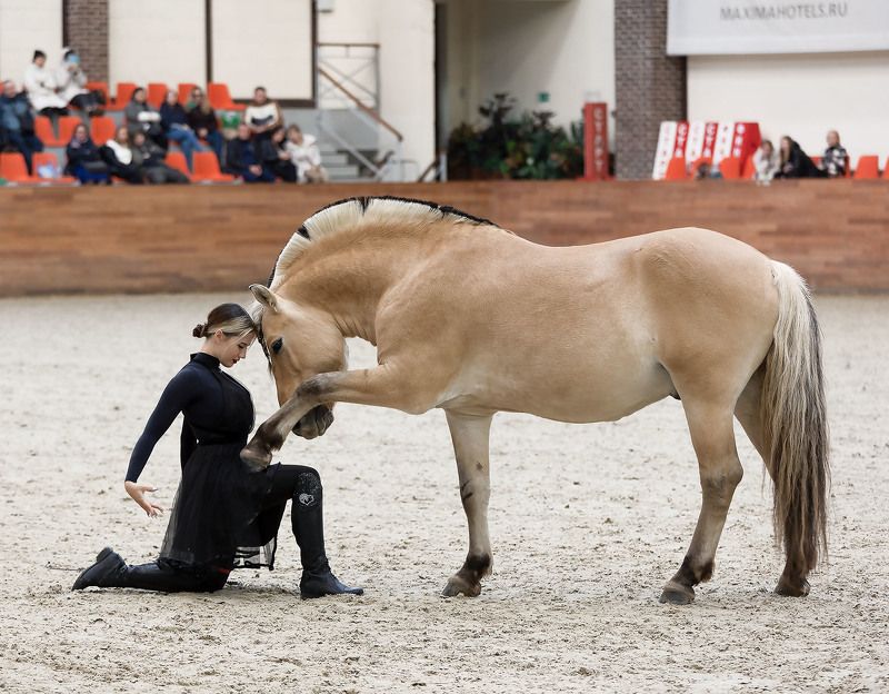 девушка, лошадь,спорт, выступление,красота, girl, horse, friends, sport, beautiful Гармонияphoto preview