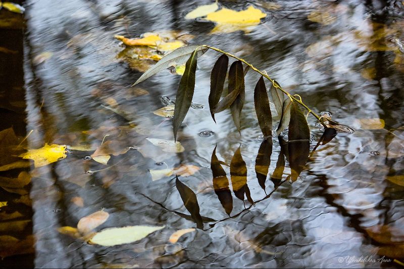 осень, отражение, вода, листья Глаза осениphoto preview