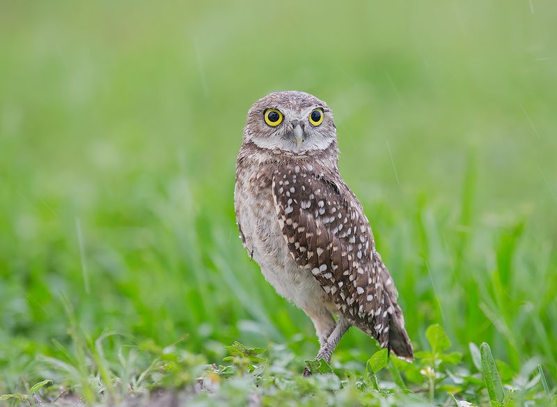 owl, burrowing owl,сыч, флорида,florida, хищные птицы Burrowing Owlet - Кроличий сыч фото превью
