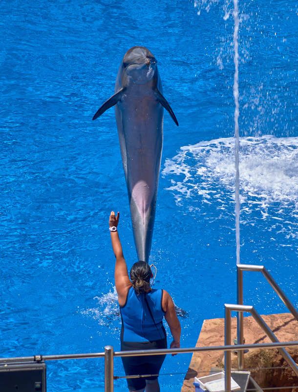 Шоу дельфинов (ЮАР. Дурбан)
