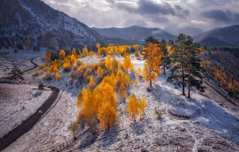 горный алтай,осень,сентябрь,хмурое утро,березы, снег Дыхание зимы...photo preview
