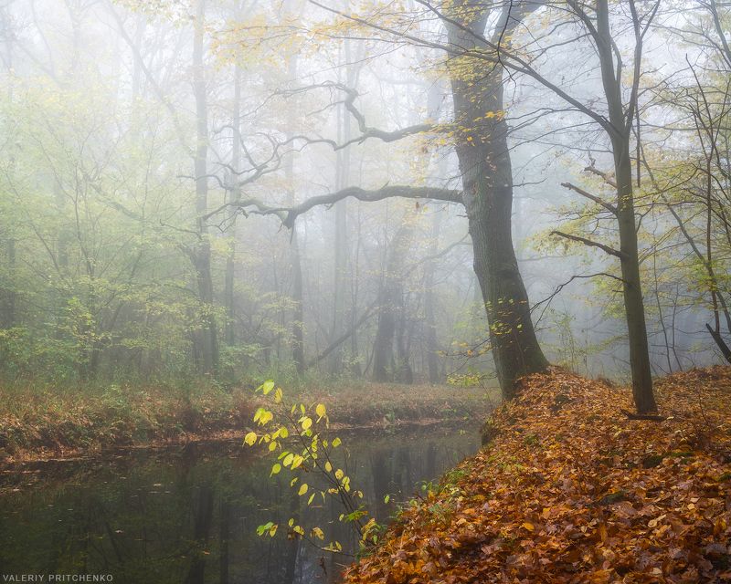 осень, природа, пейзаж, туман, autumn, nature, landscape, mist, fog Туманная пораphoto preview