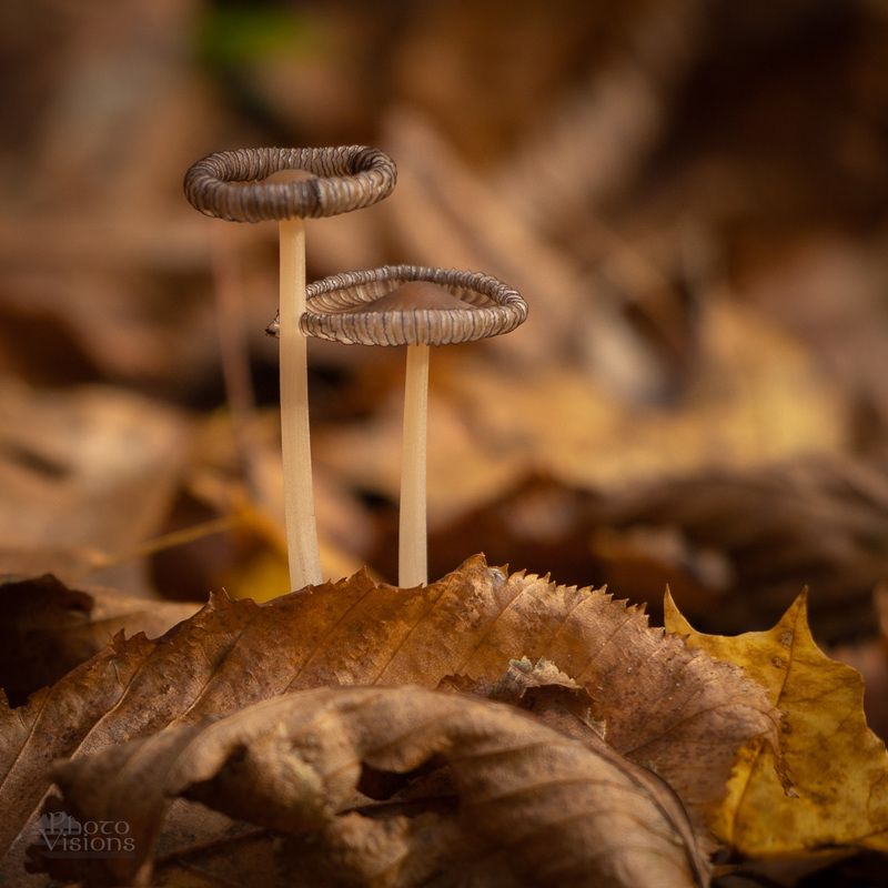 mushrooms,forest,macro, Tiny Family фото превью