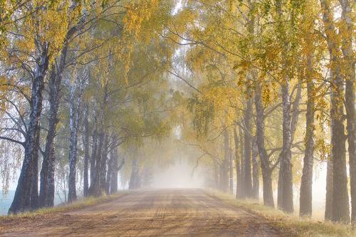 Осенние дороги. Солнце сквозь туман