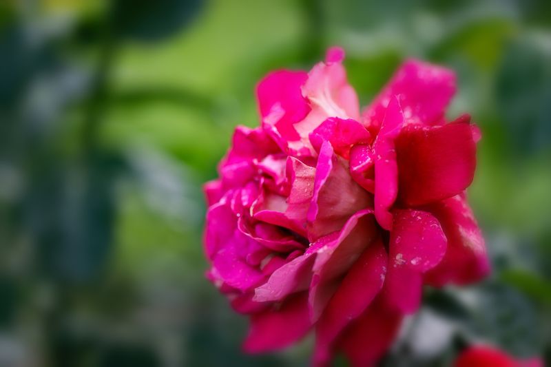 red rose after rain