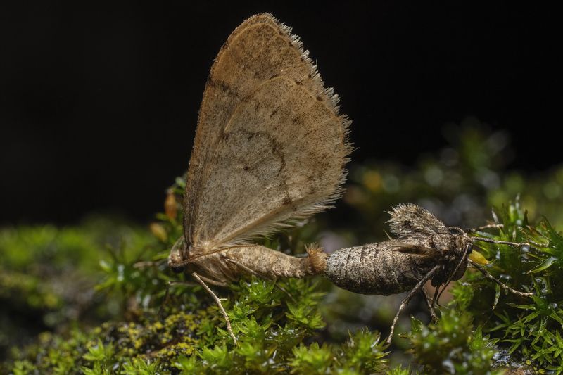 Mating moths . 