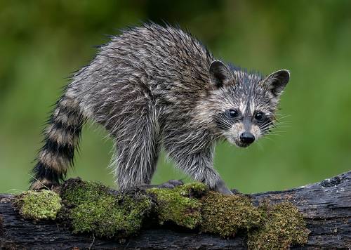 Young Wet Raccoon. Енот-полоскун