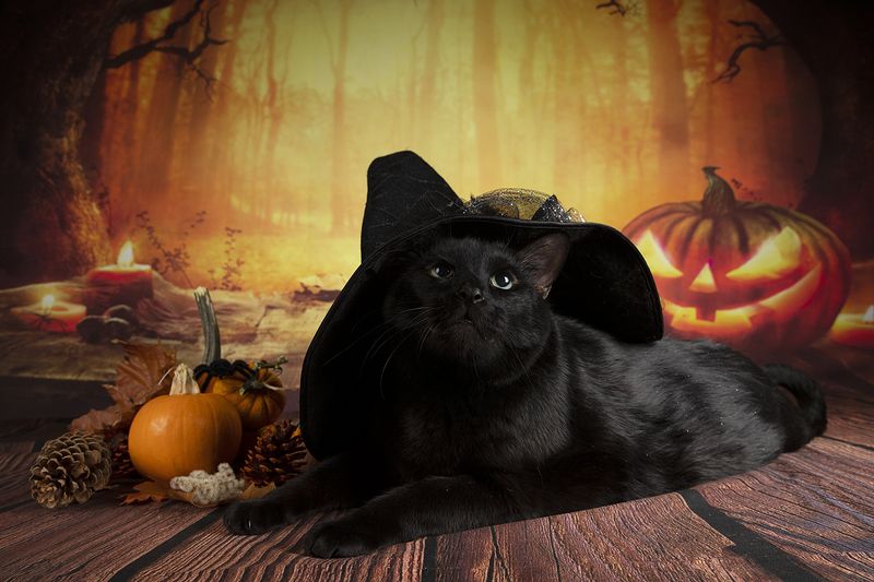 хэллоуин, кот, чёрный кот, black cat, cat, животные, кузя, нalloween Хэллоуин с чёрным котом - Happy Нalloweenphoto preview