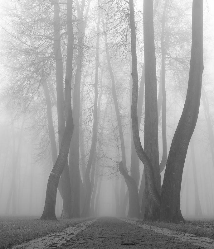 туман деревья очень  Туманphoto preview