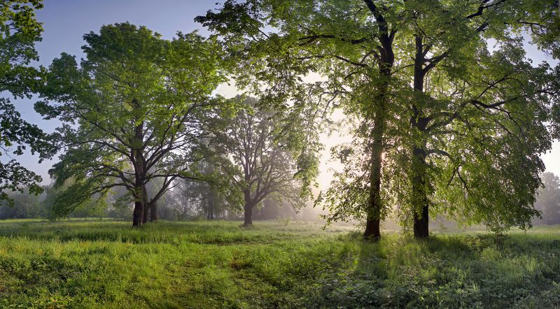 утро, лес , весна , туман ***photo preview
