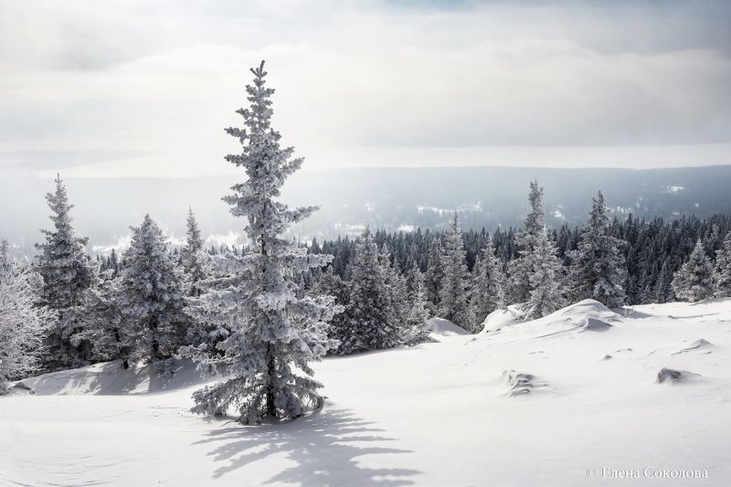 хребет зюраткуль, горы, зима, снег, пейзаж, снежная даль, зюраткуль, южный урал, челябинская область, снежный лес, лес Снежный просторphoto preview