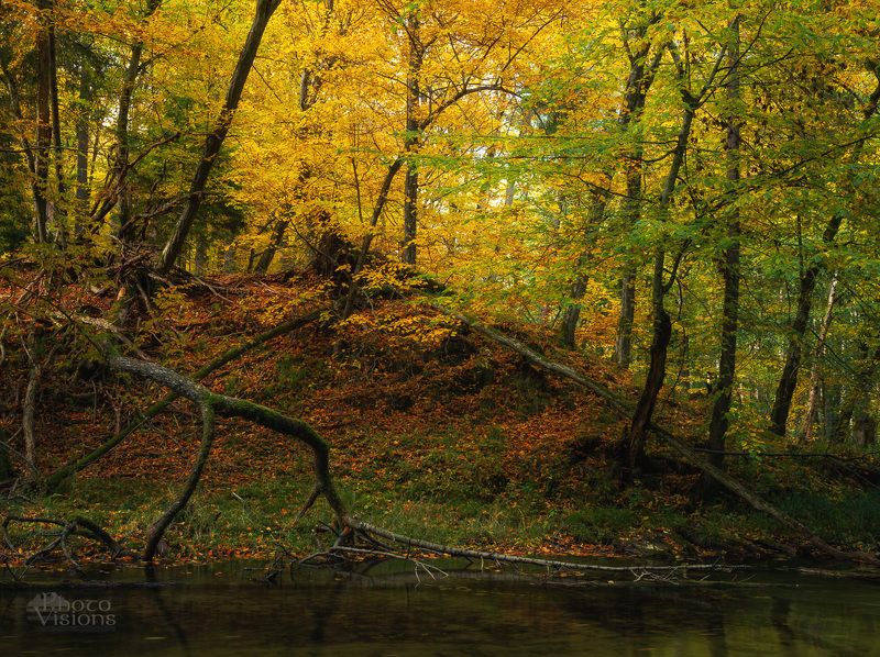woodland,forest,autumn,autumnal,trees,leaves,colorful Autumnal color palette фото превью