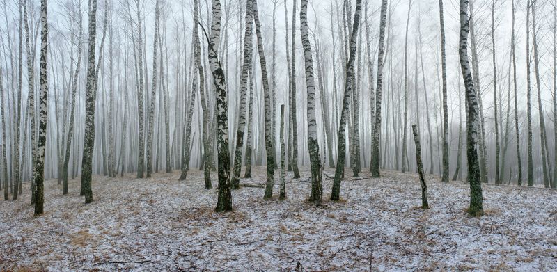утро, лес, туман, осень Ноябрьphoto preview