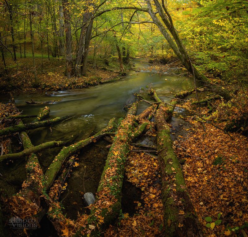 forest,woodland,autumn,autumnal,landscape,river,panoramic,panorama, The Magic of The Forest River Shores фото превью