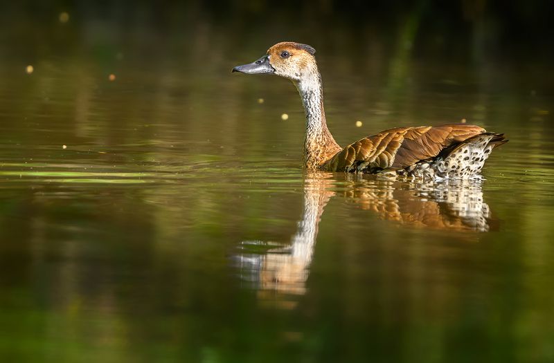 West Indian Whistling-Duck (Dendrocygna arborea)photo preview