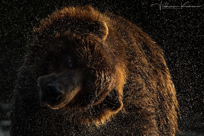 камчатка, медведи, россия Шерсть и Брызгиphoto preview