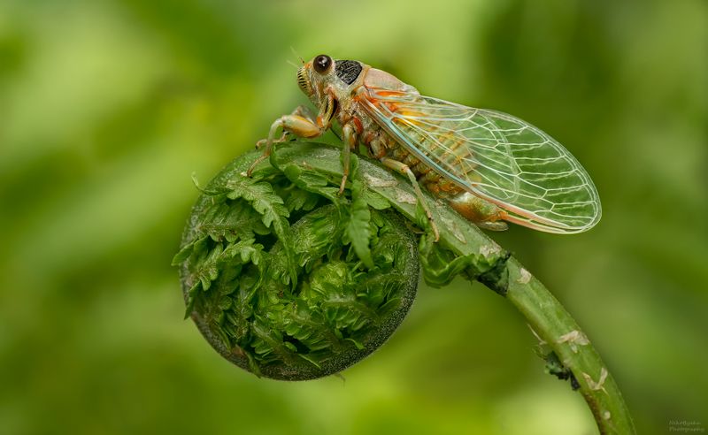 макро, природа, насекомые, цикады, лето, боке Летние нимфыphoto preview