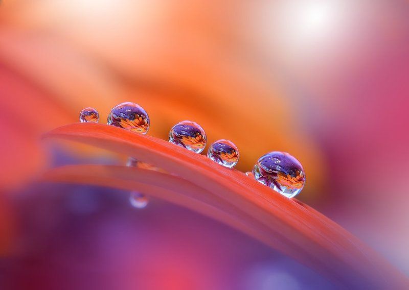 Close-up, Drop, Flower, Macro, Nikon, Nikon d 800 e, Water Colorful Explosion...photo preview