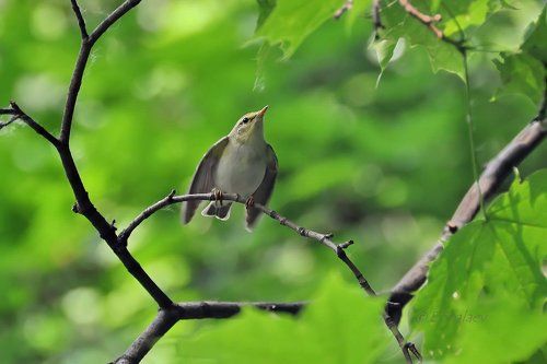 Wood warbler ,Пеночка-трещотка - Phylloscopus sibilatrix