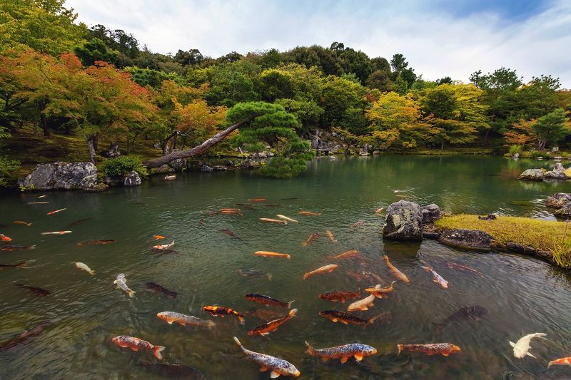 япония, киото, рыбы, карп, пейзаж, природа, пруд, вода, сад Киотоphoto preview