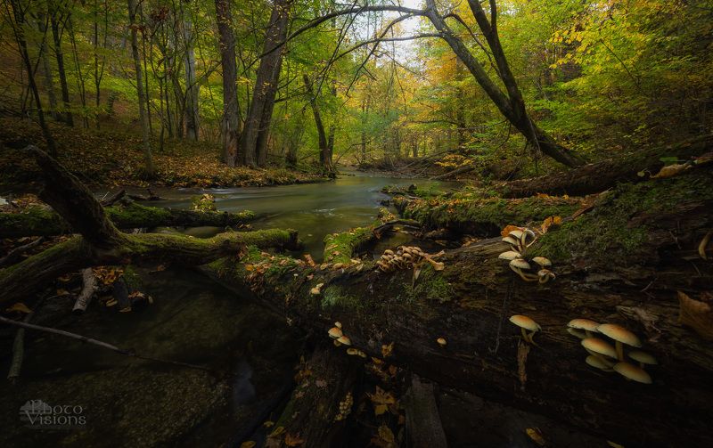 forest,river,autumn,mushrooms,woodland,nature,landscape, Autumnal Nature фото превью