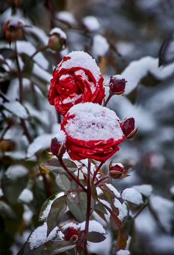 Снежные розы.... Мой сад. Москва