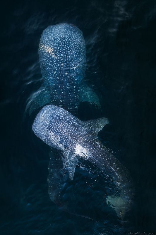 Whale sharks фото превью