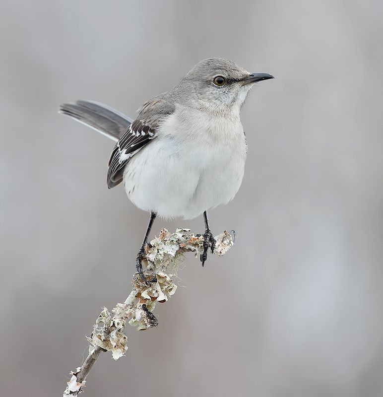 northern mockingbird, многоголосый пересмешник, пересмешник, mockingbird, зима Northern Mockingbird - Многоголосый пересмешник фото превью