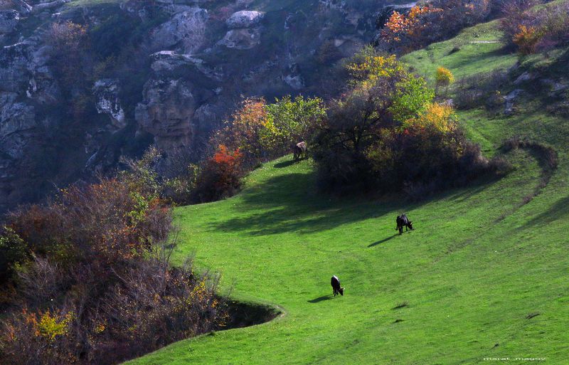 горы,коровы,дагестан,осень, Горный пейзаж..photo preview