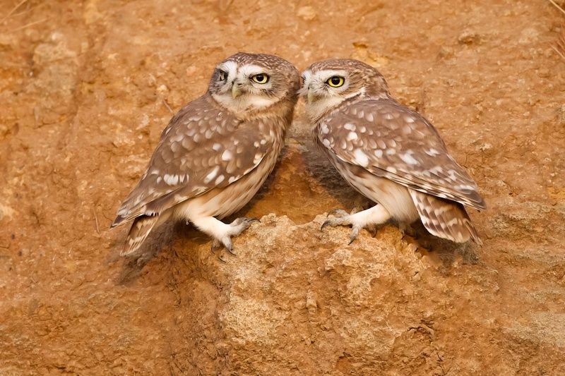 Little Owls 