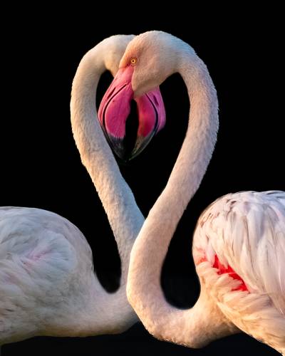 Greater flamingo duo in mating ritual.